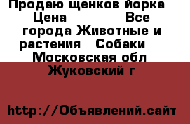 Продаю щенков йорка › Цена ­ 10 000 - Все города Животные и растения » Собаки   . Московская обл.,Жуковский г.